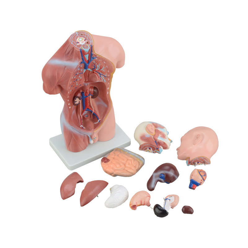 42cm 男性躯干模型13部件