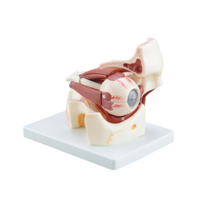 眼球与眼眶放大模型