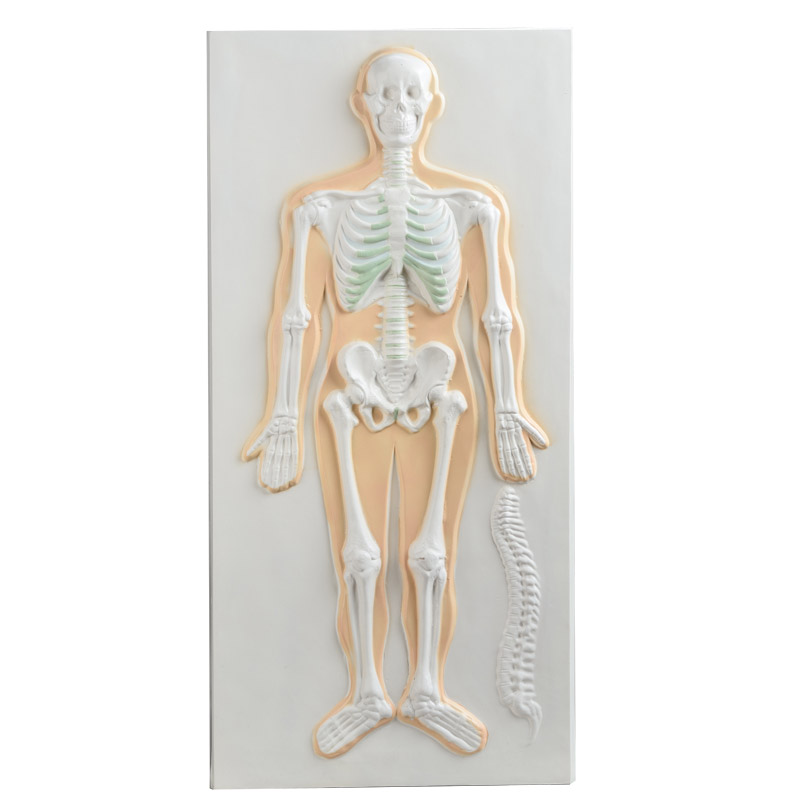骨骼系统浮雕模型
